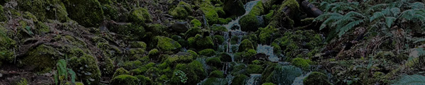 El medio ambiente