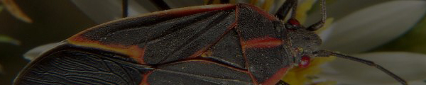 Información sobre plagas